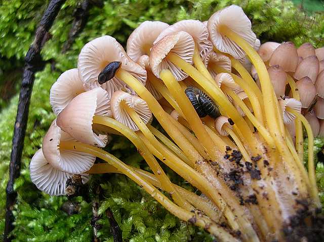 2005 :  Un anno di funghi